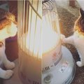 Rado būdą nesušalti: internautus juokina katė, kuri įsimylėjo šildytuvą