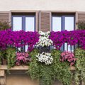 Kaip užsiauginti itališko stiliaus gėlynus, kurie puoštų langus ir balkonus