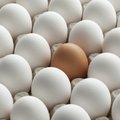 Europoje naikinami milijonai olandiškų kiaušinių