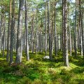 Seimas įvedė naują draudimą: apribojo miško plotą, kurį galima pirkti