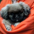 Pietų Korėjos prezidentas priglaudė šunį: gyvūnas turėjo būti suvalgytas
