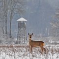 Pas kilpininką aplinkosaugininkus atvedė pėdsakai sniege: už nelegalią medžioklę laukia solidi bauda
