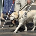 Dresuoti šunys tampa svarbiais pagalbininkais akliesiems