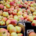 Почему в России уничтожают огромное количество яблок?