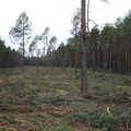 Вырубленный лес обойдется дороже, чем дом в этой местности