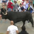 Festivalyje sugautas bulius išvengs žiaurumų, bet atsidurs skerdykloje