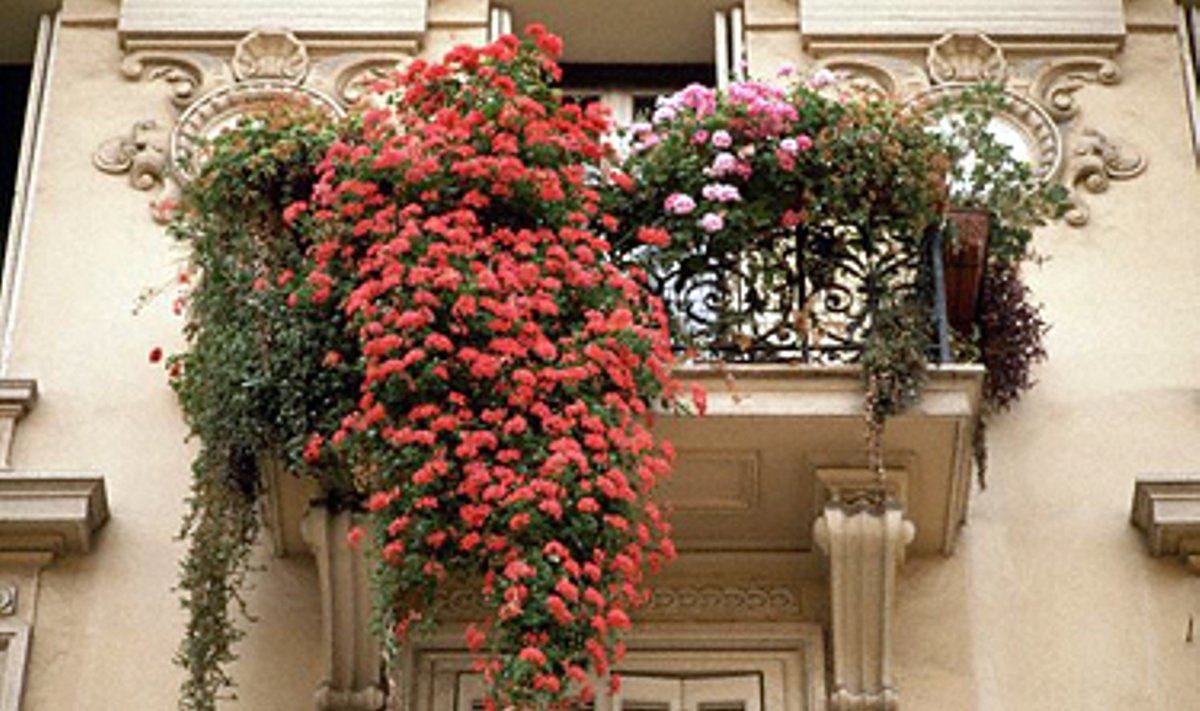 Balkonas, gėlės