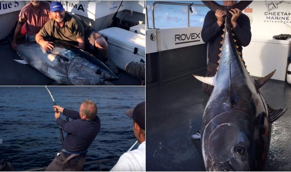 Didžiosios Britanijos vandenyse sugautas laimikis - 235 kg svėręs tunas