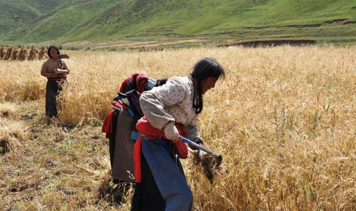 Moterys Tibeto aukštikalnėse surenka miežių ir avižų derlių