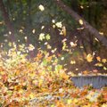 Vertingo komposto iš nukritusių lapų paslaptis – kokie privalumai ir trūkumai