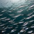 Japonijos pakrantėse sugautose žuvyse nustatyta rekordiškai intensyvi spinduliuotė