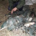 Kupiškio mariose neteisėtai žuvis gaudę žvejai neišsisuks: teks mokėti baudą