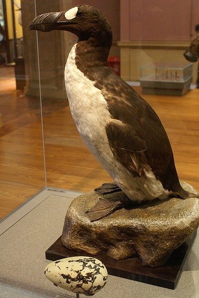 Didžioji alka/Mike Pennington/WikiMedia Commons