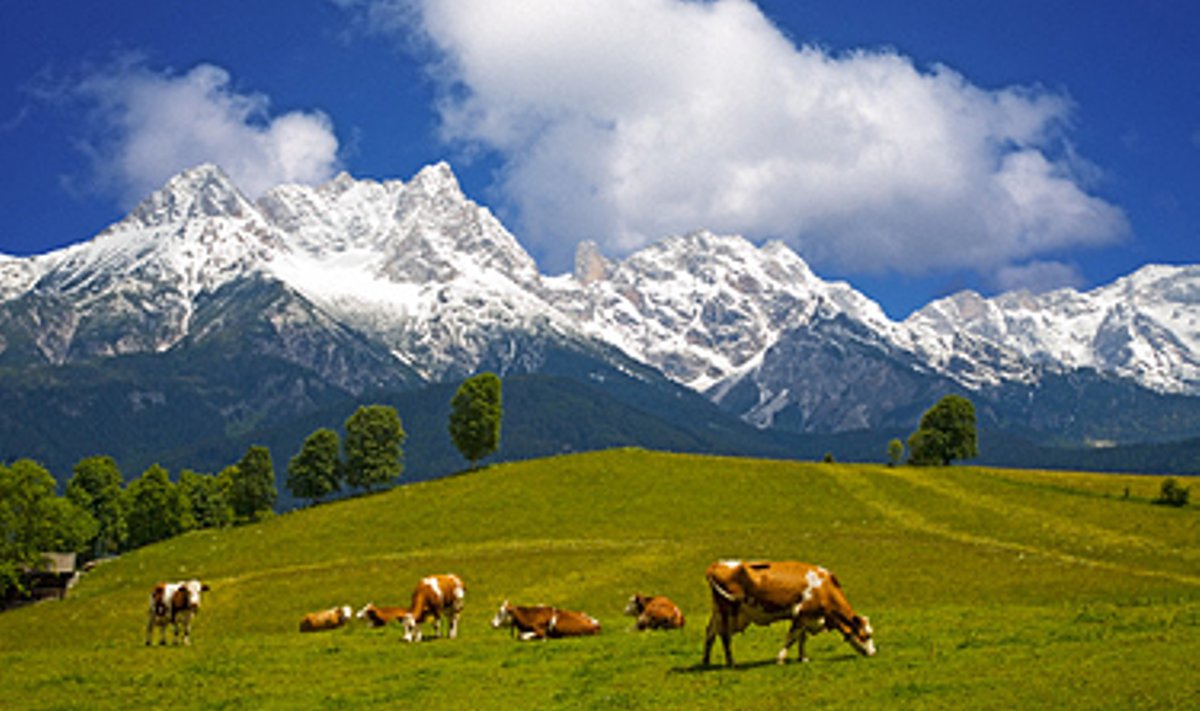 Austrija, Alpės, karvės