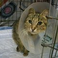 Dėkoja už pagalbą katytei Armitai, bet dabar jai reikia namų