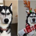 Šis šunelis tikrai nemėgsta Kalėdų: viską pasako jo akys