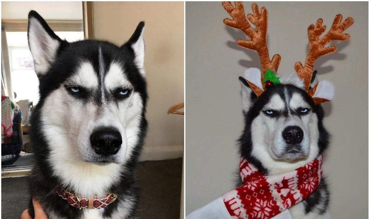 Šuo, kuris nemėgsta Kalėdų