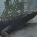 Nykstantiems krokodilams Nepale valomi dantys