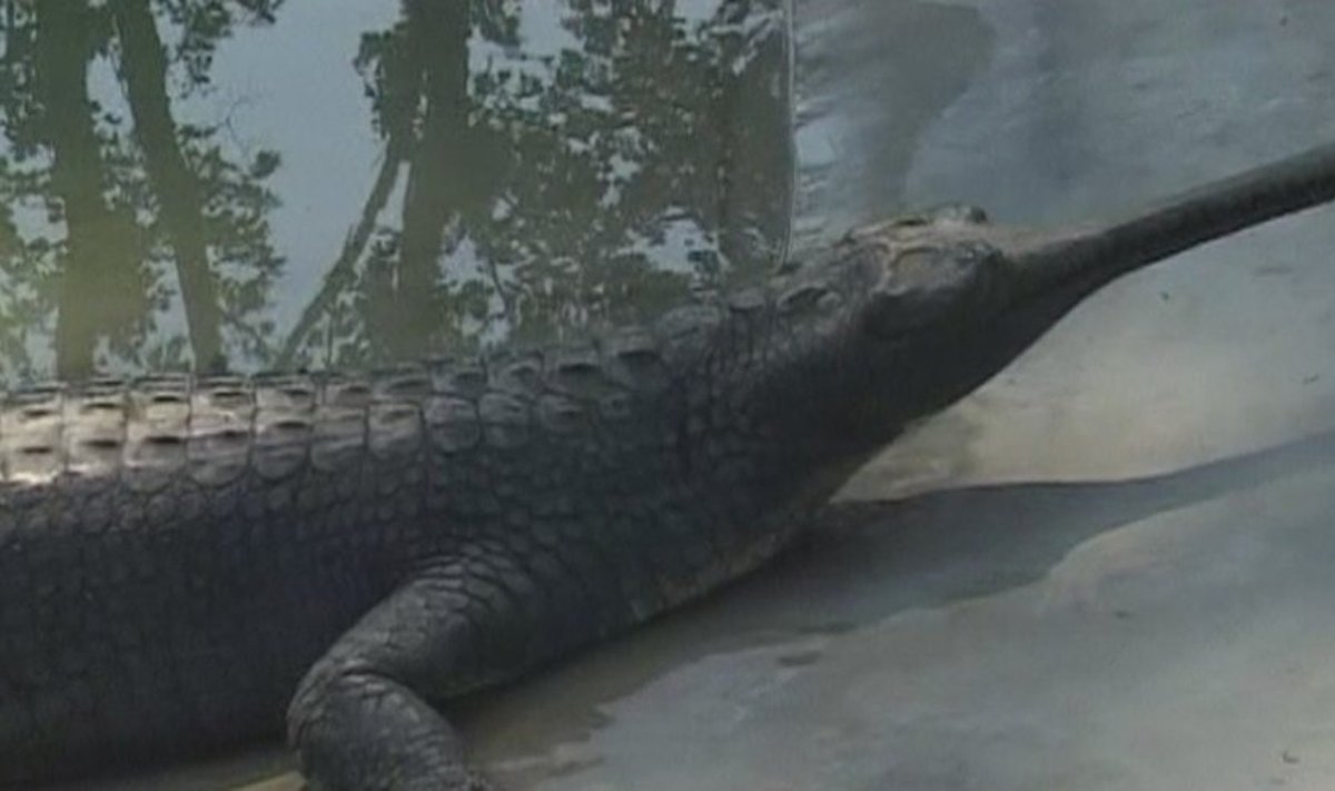 Gavialo krokodilas - sparčiai nykstanti rūšis