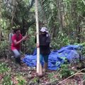 Įsitvėrę mačetes ir prakaitu apsipylę mokslininkai Amazonėje matuoja anglies dioksido kiekius