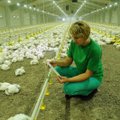 Patvirtinta 12 mln. eurų pagalbos schema paukštininkystės sektoriui remti