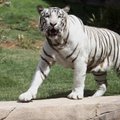 Nufilmuota: Indijos zoologijos sode baltasis tigras sudraskė moksleivį
