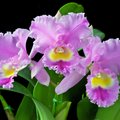 Kaip prižiūrėti orchidėjas, kad džiugintų žiedais