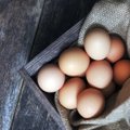 JAV atvėrė rinką lietuviškiems kiaušinių produktams