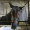Žirgų užkalbėtojas augina vienintelį tokį žirgą Lietuvoje