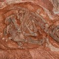 „Moterys moksle“: fosilijų medžiotoja, padėjusi pagrindus paleontologijos mokslui