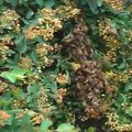 Vilniuje ant Tauro kalno įsikūrė bičių spiečius