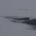Mokslininkams jūrų gyvūnus tyrinėti padeda prie banginių tvirtinamos vaizdo kameros