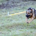 Šuo sumušė greičiausio pasaulio žmogaus rekordą