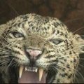 Indijoje iš vandens rezervuaro išgelbėtas skęstantis leopardas