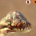 Australijoje aptiko gyvatę su trimis akimis