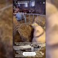 Petro šuo iš ėdžių tempia avį, kodėl tai užrūstino Instagramo sekėjus