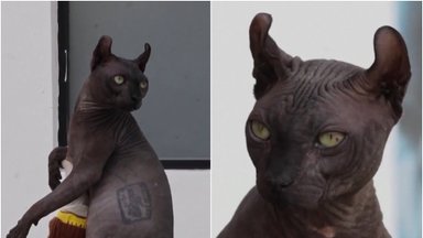 Iš kalėjimo ištrūko pavojingai Meksikos gaujai priklausanti tatuiruota katė: tokią pamatysite ne kasdien