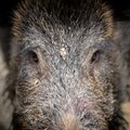 Lietuvoje pasireiškiantis afrikinis kiaulių maras neužleidžia pozicijų: šiemet jau nustatyti 47 užsikrėtę šernai