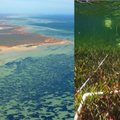 Jūros dugne – įspūdingas radinys: mokslininkai aptiko 200 kvadratinių kilometrų ploto povandeninę pievą