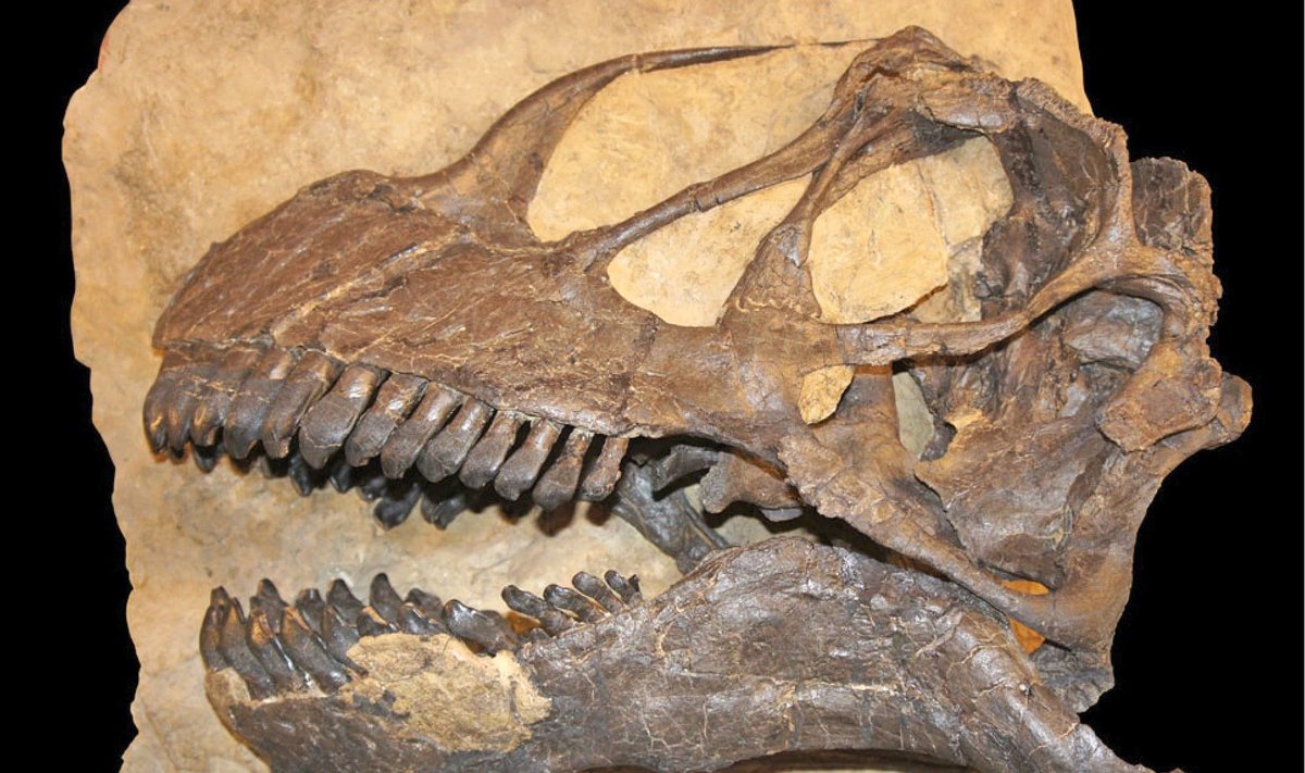 Dinozauro kaukolė