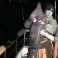 Kalifornijoje žvejai per porą valandų sugavo 800 milžiniškų kalmarų