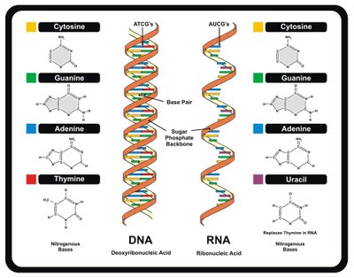 DNR ir RNR molekulės – gyvybės Žemėje pagrindas