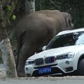 Kinijoje dramblys apgadino kelis automobilius