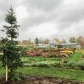 Kauno Botanikos sodui pavodanotas Lietuvoje retai aptinkamas augalas