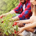 Auginantiems daržoves – svarbūs patarimai: kokioje žemėje auga geriausiai ir kaip apsaugoti nuo aplinkos taršos