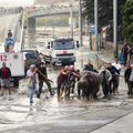 Gruzijos sostinę nusiaubė potvynis: iš zoologijos sodo pabėgo žvėrys