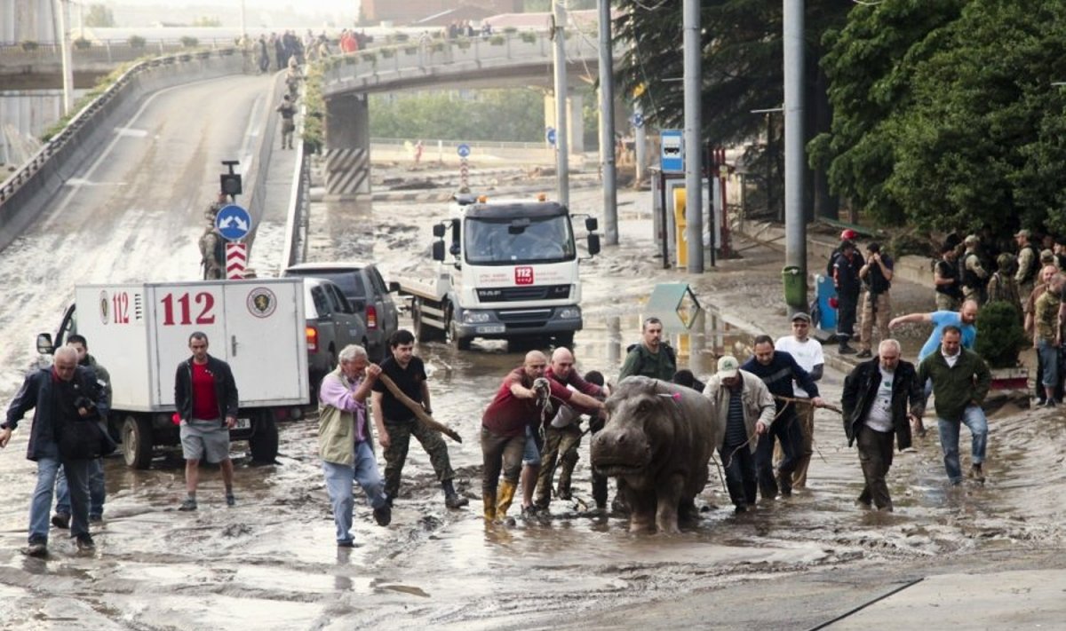Tbilisio gatvėse blaškosi iš zoosodo ištrūkę žvėrys