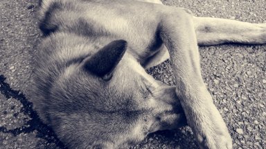 Lietuvoje vis dar nėra draudimo laikyti gyvūnus žiauriai su jais pasielgusiems žmonėms: kas stabdo įstatymų leidėjus?