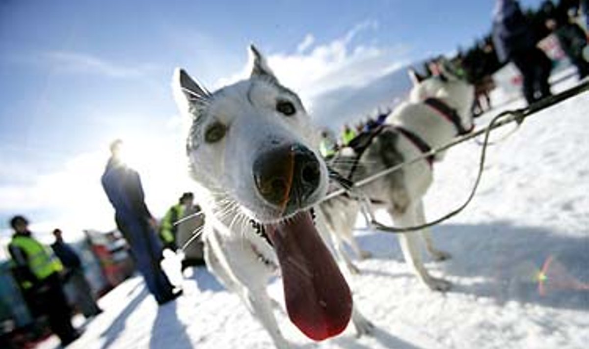 Švedijoje vyko šunų kinkinių čempionatas
