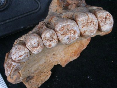 Seniausias iki šiol aptiktas žmogaus kaulų fragmentas